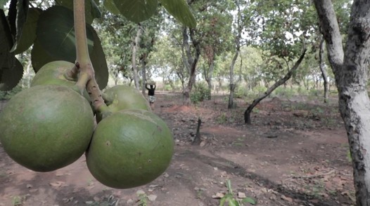 TERRITÓRIO PEQUI